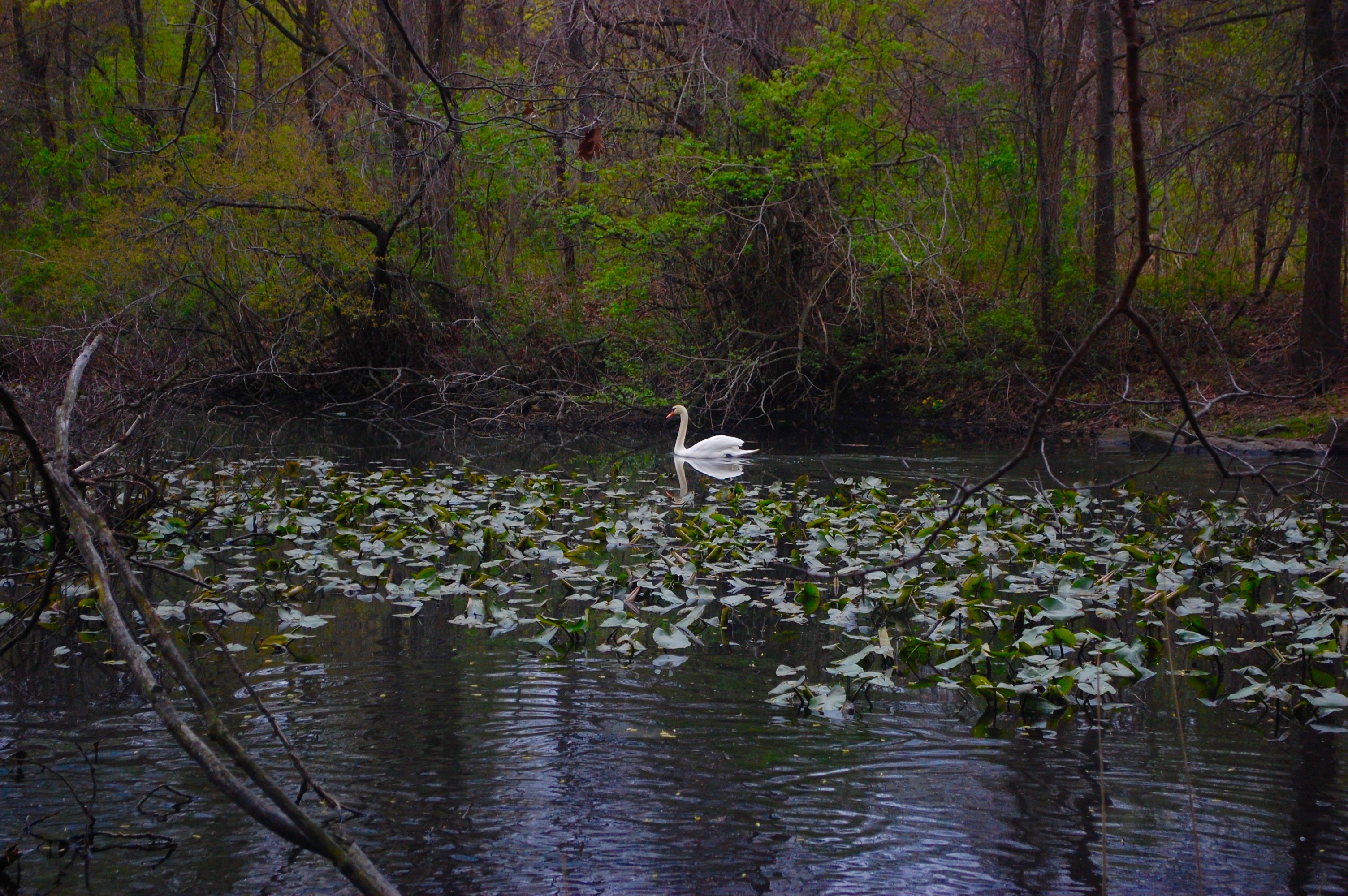 Van Cortlandt Park Swan
